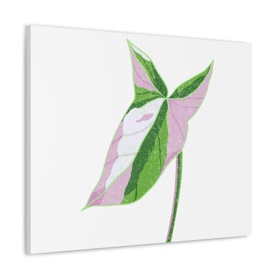 Syngonium Tricolor Canvas