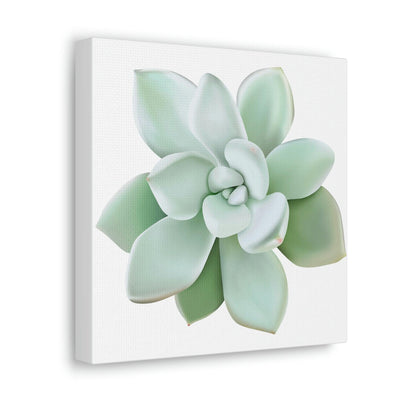 Pachyveria Haagei Succulent Canvas, Canvas, Printify, Art & Wall Decor, Canvas, Hanging Hardware, Home & Living, Indoor, Laura Christine Photography & Design, laurachristinedesign.com