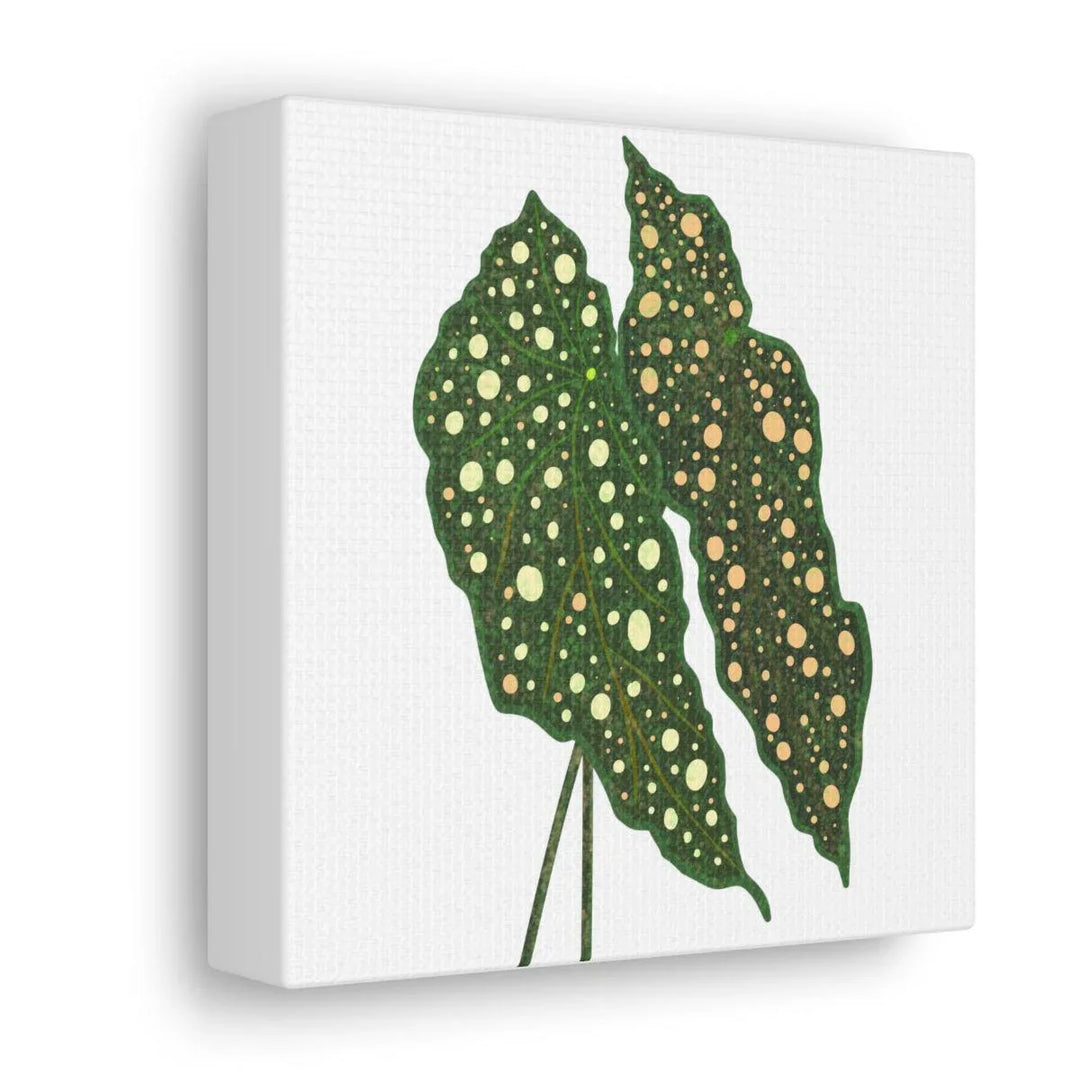 Begonia Maculata Canvas | Premium Canvas Art Print - Matte Finish, Durable Wall Decor - Laura Christine Photography & Design
