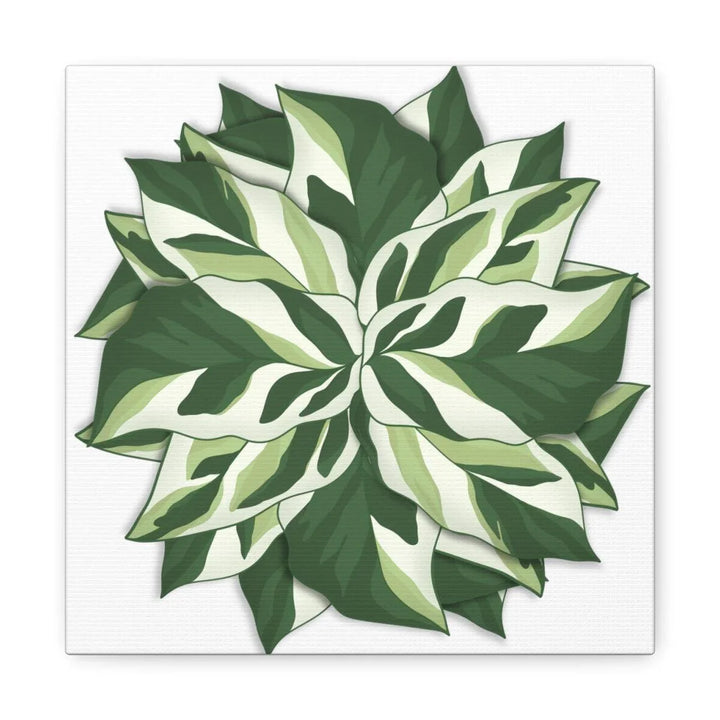 Calathea White Fusion Canvas | Indoor Wall Art - Matte Finish Botanical Canvas Art Print - Laura Christine Photography & Design