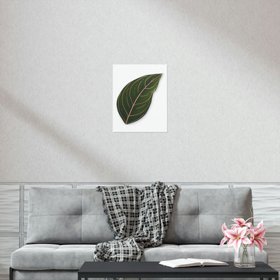 Aglaonema Rotundum Print