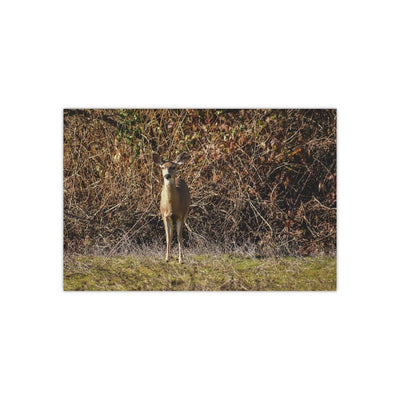 Deer Camouflaged in Thicket - Photo Poster, Poster, Laura Christine Photography & Design, Art & Wall Decor, Home & Living, Paper, Poster, Posters, Laura Christine Photography & Design, laurachristinedesign.com