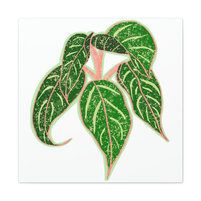 Lienzo Aglaonema Sparkling Sarah Plant