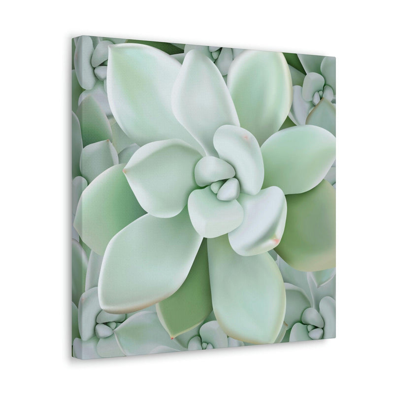 Pachyveria Haagei Succulent Pattern Canvas, Canvas, Printify, Art & Wall Decor, Canvas, Hanging Hardware, Home & Living, Indoor, Laura Christine Photography & Design, laurachristinedesign.com