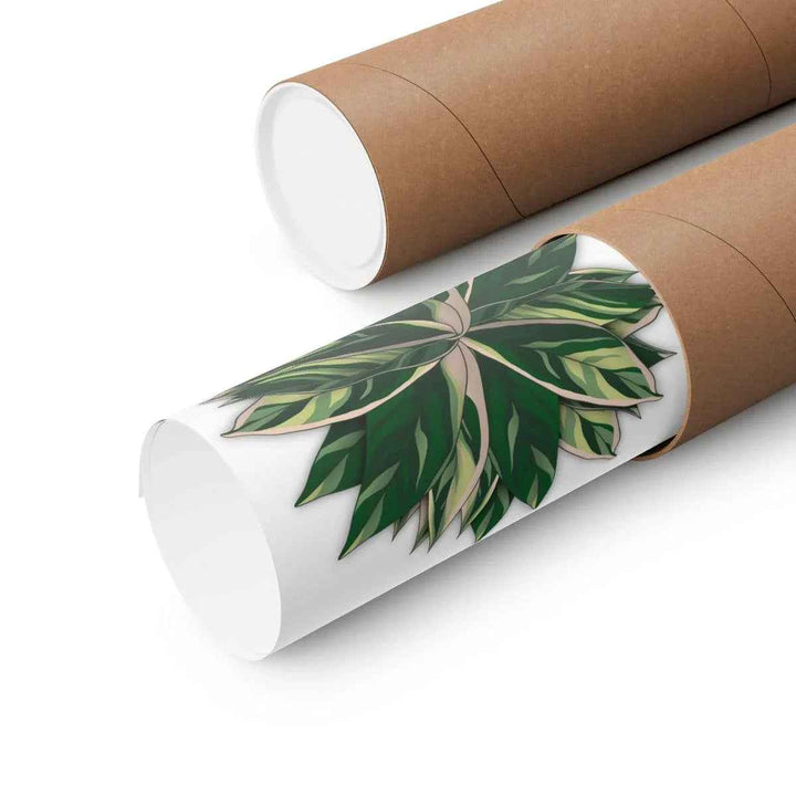 Stromanthe Triostar Print – Tropical Wall Art | Botanical Poster on Museum Grade Paper Unframed