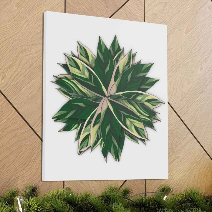 Stromanthe Triostar Canvas - Pastel Stripe Canvas Art Print With Vivid Color Artwork