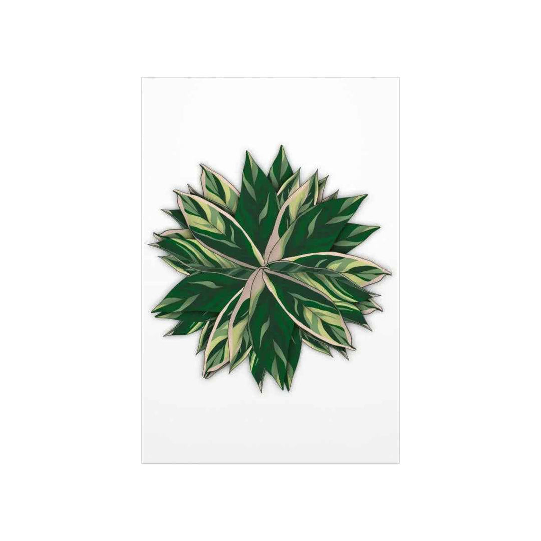 Stromanthe Triostar Print – Tropical Wall Art | Botanical Poster on Museum Grade Paper Unframed