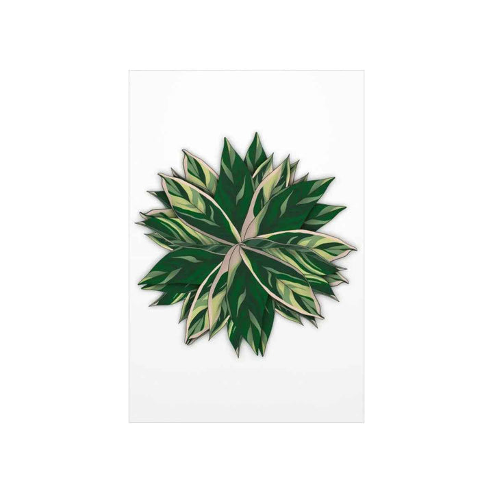 Stromanthe Triostar Print – Tropical Wall Art | Botanical Poster on Museum Grade Paper Unframed