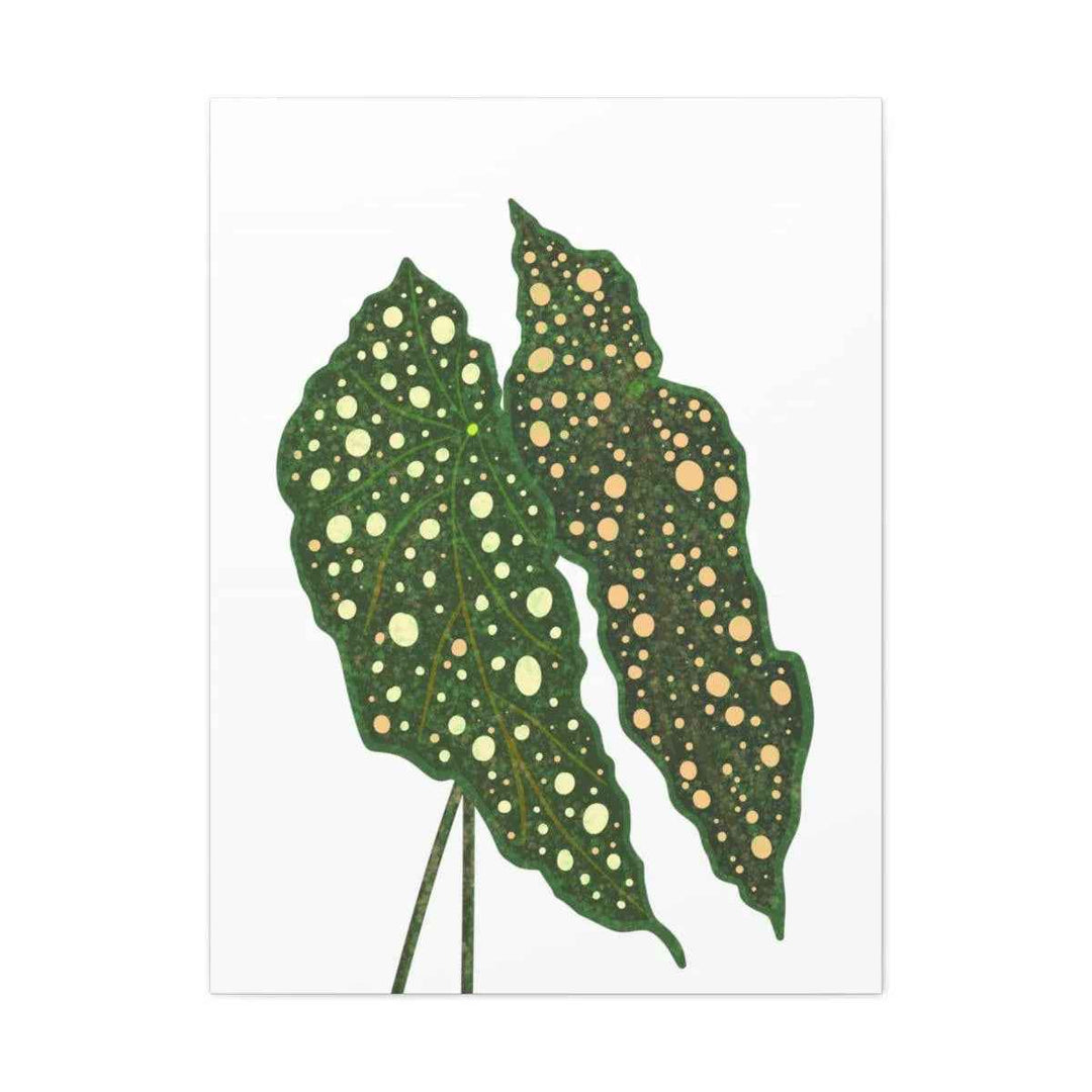 Begonia Maculata Canvas | Premium Canvas Art Print - Matte Finish, Durable Wall Decor