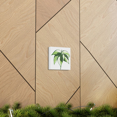 Philodendron 'Cream Splash' Canvas