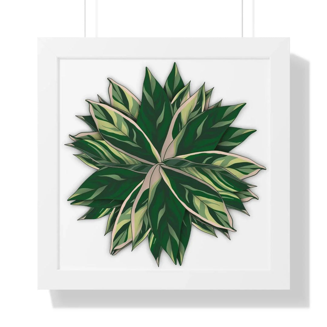 Stromanthe Triostar Framed Print, Poster, Laura Christine Photography & Design, Framed, Home & Living, Indoor, Paper, Posters, Laura Christine Photography & Design, laurachristinedesign.com