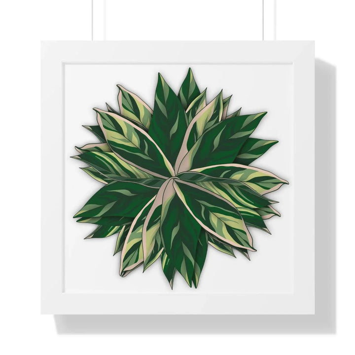 Stromanthe Triostar Framed Print, Poster, Laura Christine Photography & Design, Framed, Home & Living, Indoor, Paper, Posters, Laura Christine Photography & Design, laurachristinedesign.com