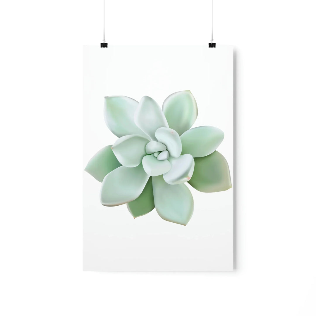 Succulent Wall Art - Pachyveria Haagei Botanical Poster on Museum Grade Paper