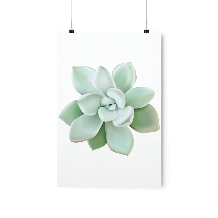 Succulent Wall Art - Pachyveria Haagei Botanical Poster on Museum Grade Paper