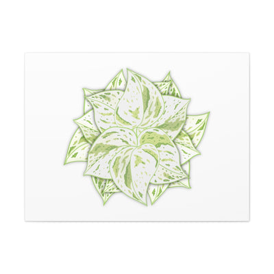 Snow Queen Pothos Canvas