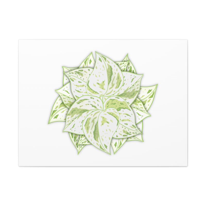 Snow Queen Pothos Canvas