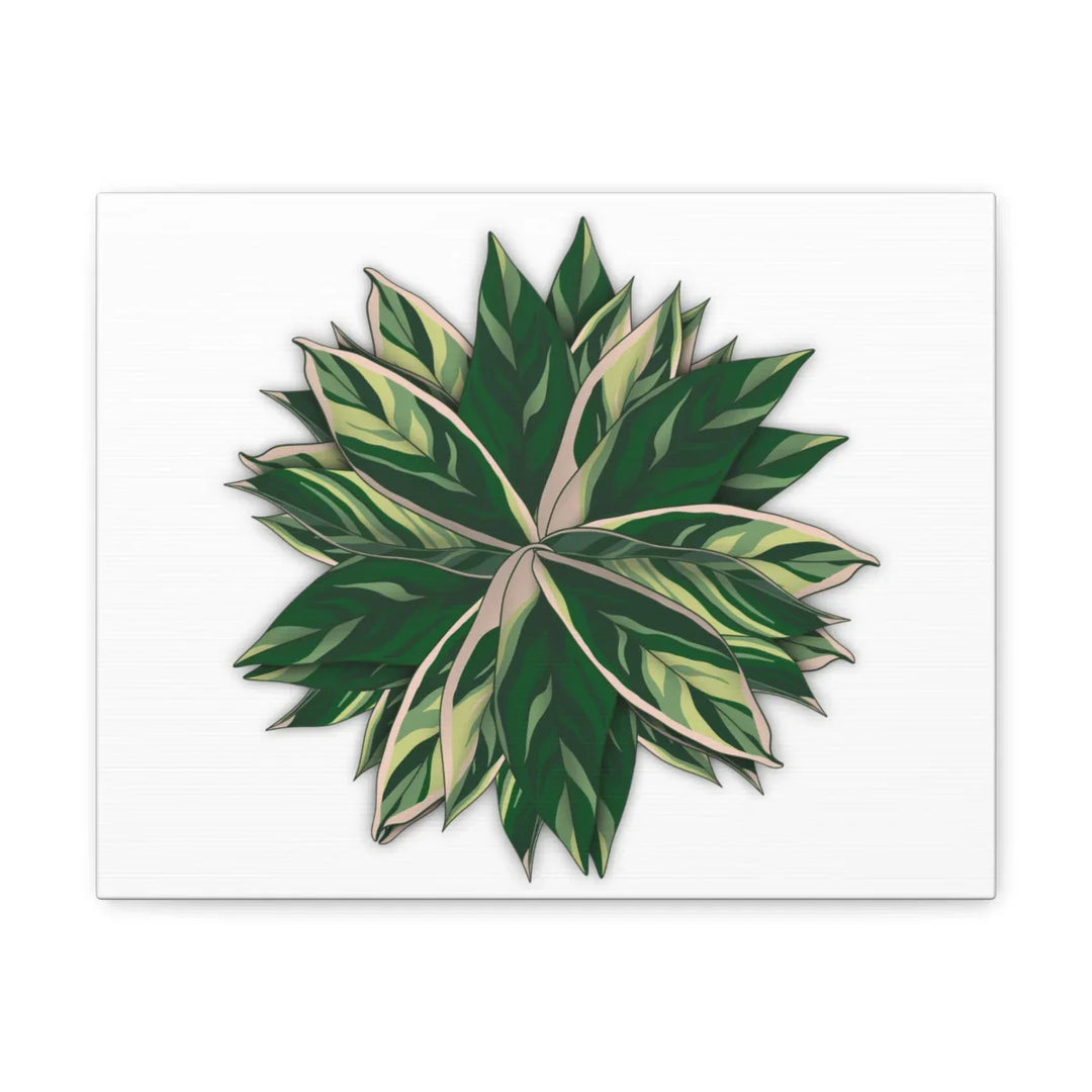 Stromanthe Triostar Canvas - Pastel Stripe Canvas Art Print With Vivid Color Artwork - Laura Christine Photography & Design