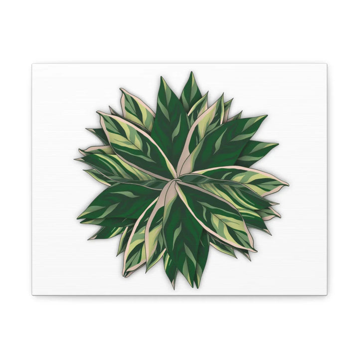 Stromanthe Triostar Canvas - Pastel Stripe Canvas Art Print With Vivid Color Artwork - Laura Christine Photography & Design