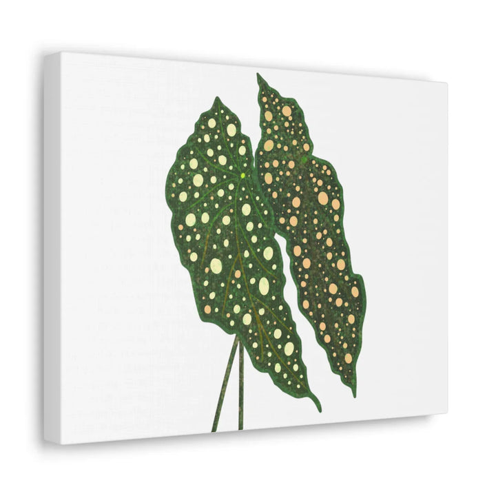 Begonia Maculata Canvas | Premium Canvas Art Print - Matte Finish, Durable Wall Decor - Laura Christine Photography & Design