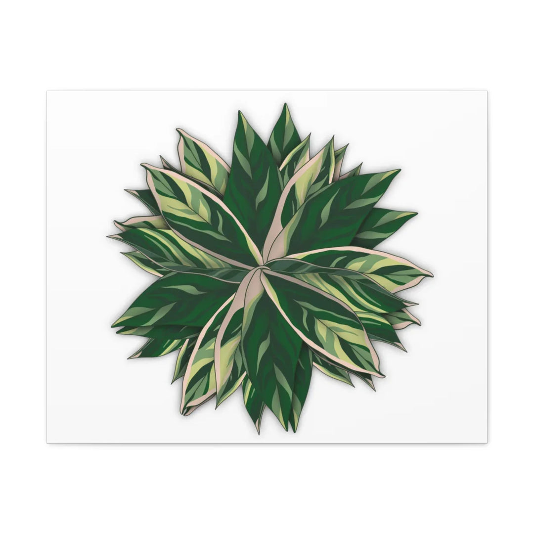 Stromanthe Triostar Canvas - Pastel Stripe Canvas Art Print With Vivid Color Artwork - Laura Christine Photography & Design