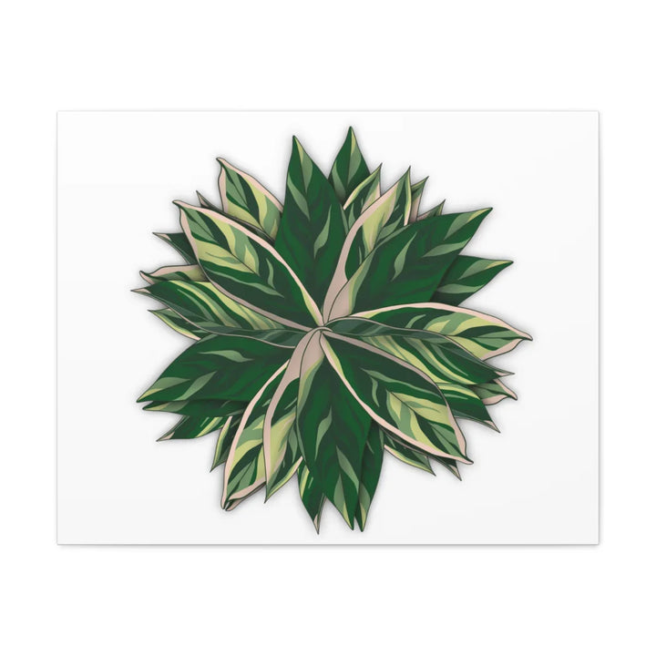 Stromanthe Triostar Canvas - Pastel Stripe Canvas Art Print With Vivid Color Artwork - Laura Christine Photography & Design