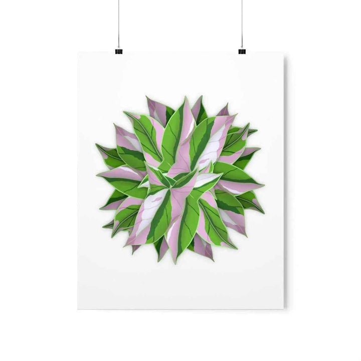 Tricolor Syngonium Print - Botanical Poster on Museum Grade Paper | Archival Ink Unframed