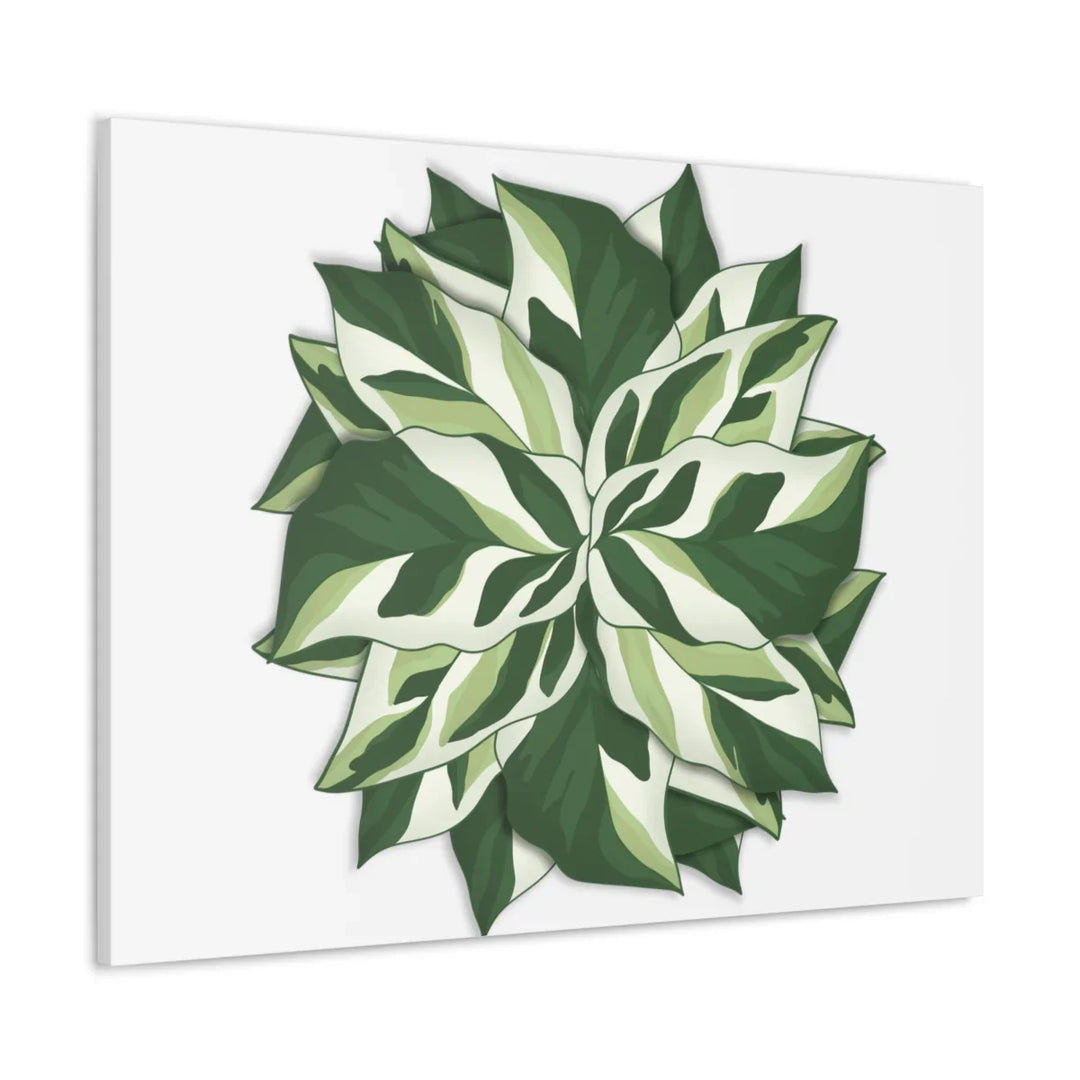 Calathea White Fusion Canvas | Indoor Wall Art - Matte Finish Botanical Canvas Art Print - Laura Christine Photography & Design