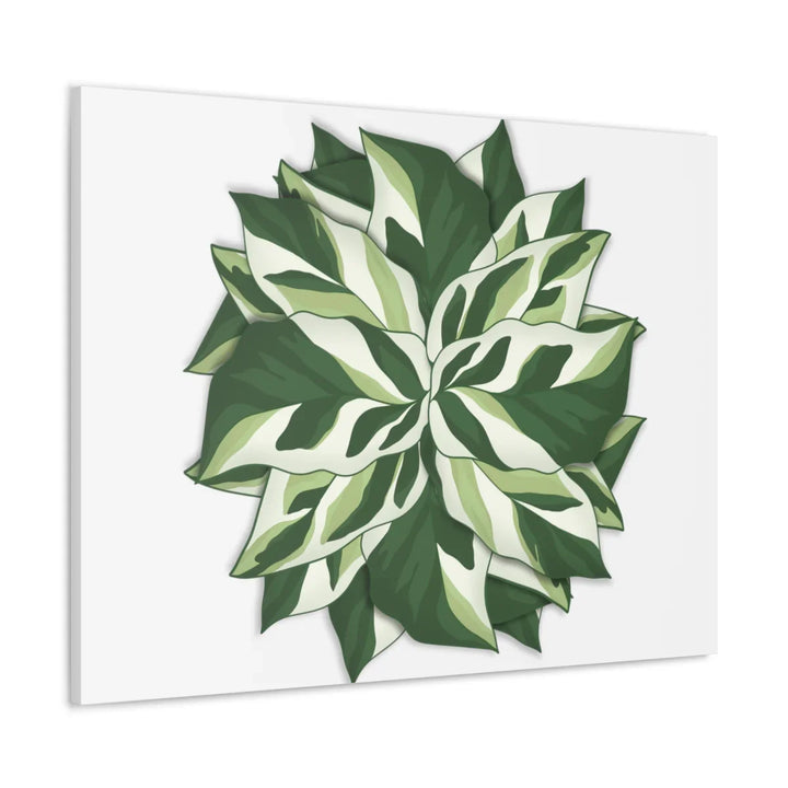 Calathea White Fusion Canvas | Indoor Wall Art - Matte Finish Botanical Canvas Art Print - Laura Christine Photography & Design