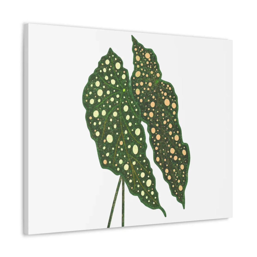 Begonia Maculata Canvas | Premium Canvas Art Print - Matte Finish, Durable Wall Decor - Laura Christine Photography & Design