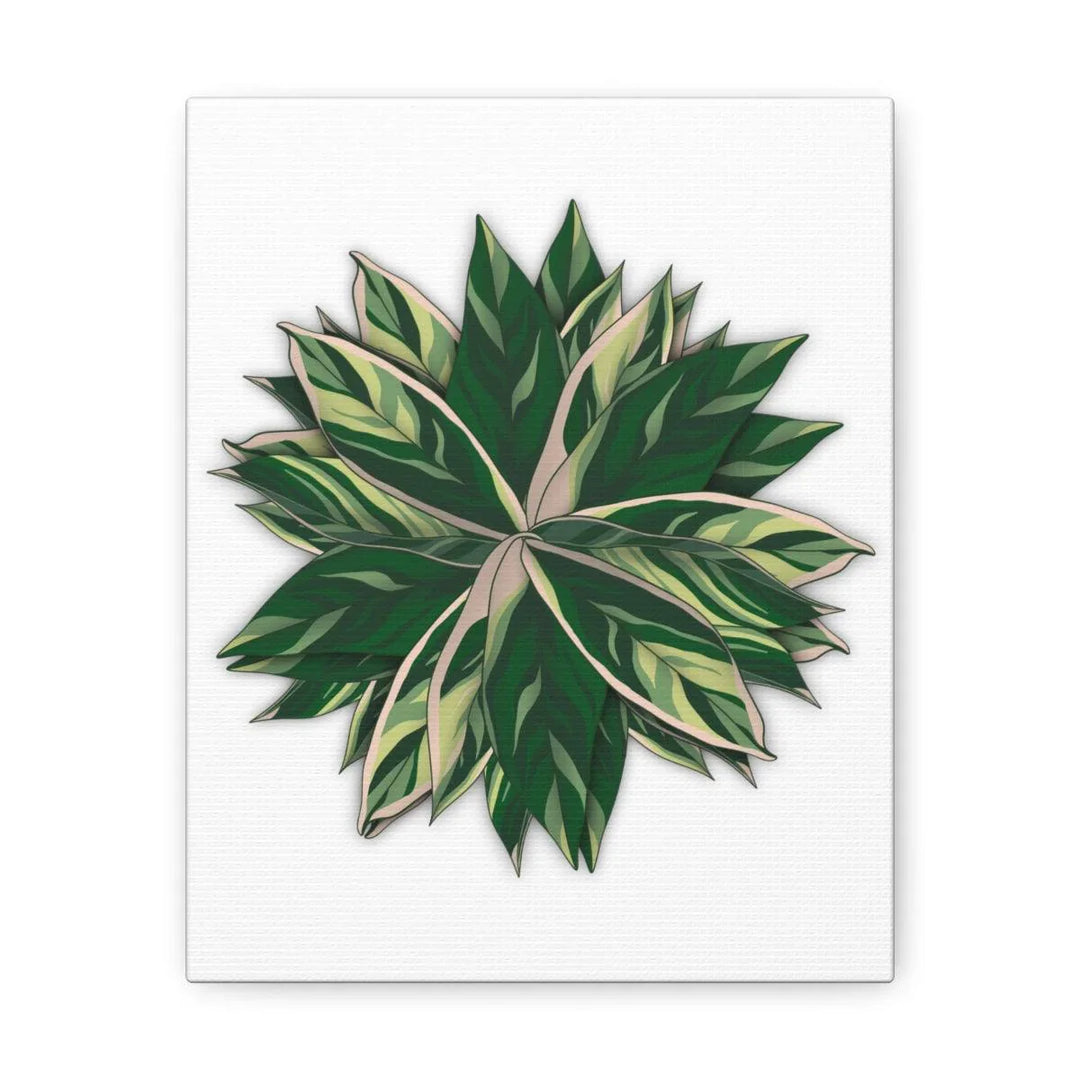 Stromanthe Triostar Canvas - Pastel Stripe Canvas Art Print With Vivid Color Artwork - Laura Christine Photography & Design