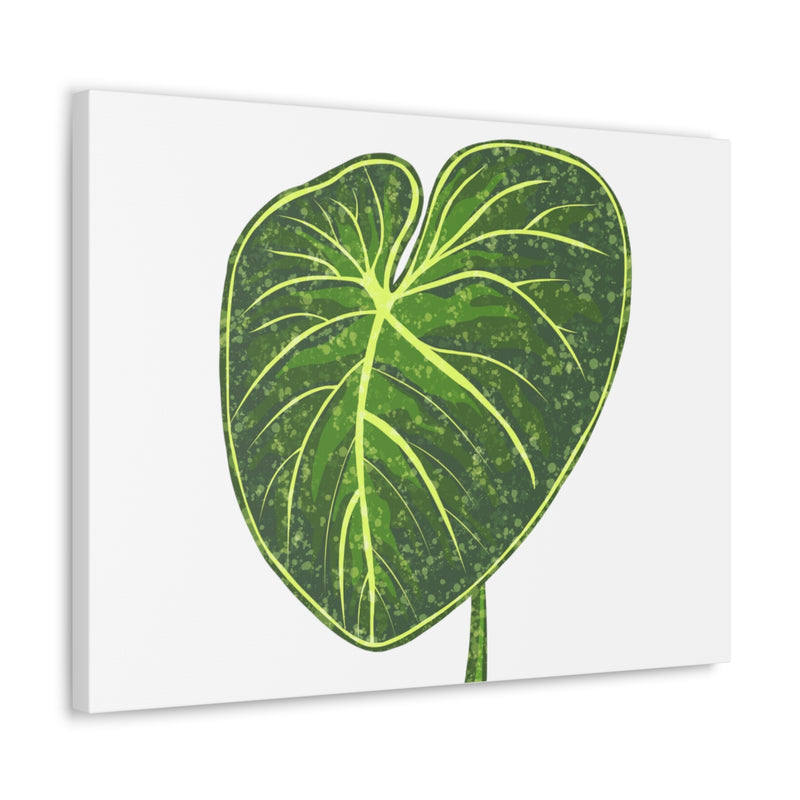 Philodendron Gloriosum Canvas