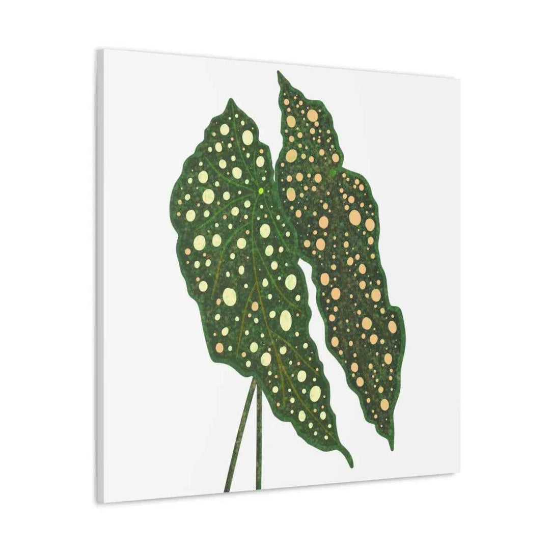 Begonia Maculata Canvas | Premium Canvas Art Print - Matte Finish, Durable Wall Decor