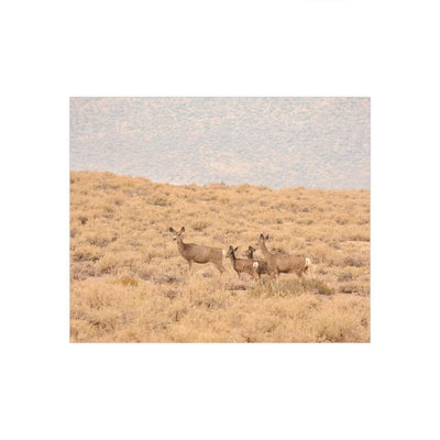 Camouflaged Deer Family - Photo Poster, Poster, Laura Christine Photography & Design, Art & Wall Decor, Home & Living, Paper, Poster, Posters, Laura Christine Photography & Design, laurachristinedesign.com