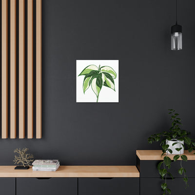 Philodendron 'Cream Splash' Canvas