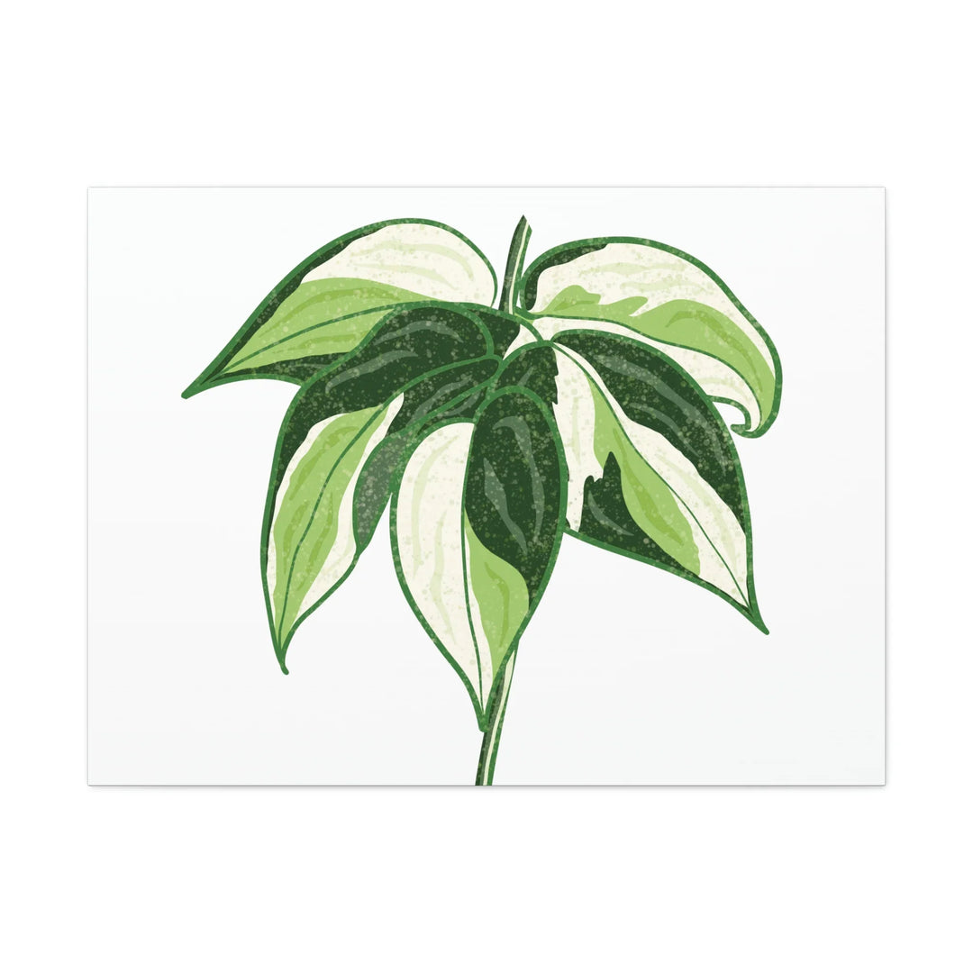 Philodendron Canvas Print - Cream Splash Variegated Plant Art on Matte Cotton Canvas