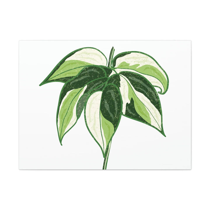 Philodendron Canvas Print - Cream Splash Variegated Plant Art on Matte Cotton Canvas