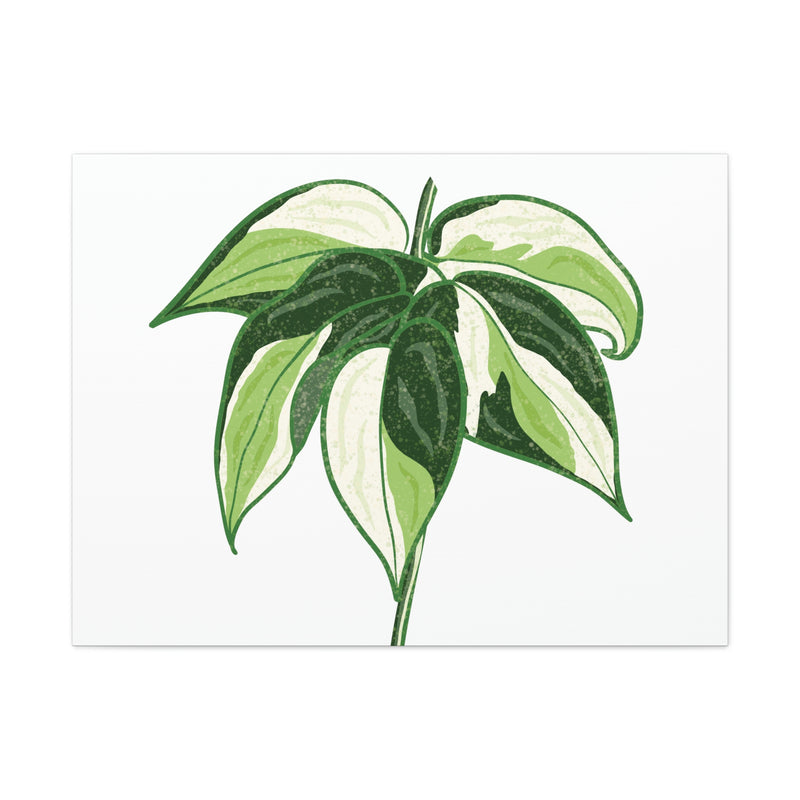 Philodendron &