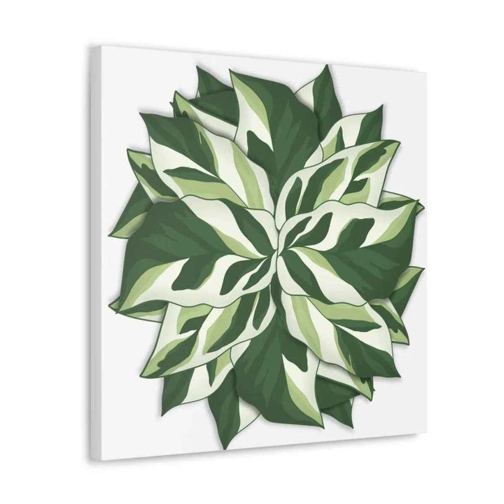 Calathea White Fusion Canvas | Indoor Wall Art - Matte Finish Botanical Canvas Art Print