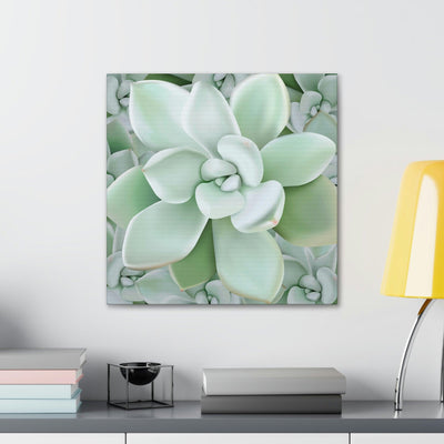 Pachyveria Haagei Succulent Pattern Canvas, Canvas, Printify, Art & Wall Decor, Canvas, Hanging Hardware, Home & Living, Indoor, Laura Christine Photography & Design, laurachristinedesign.com