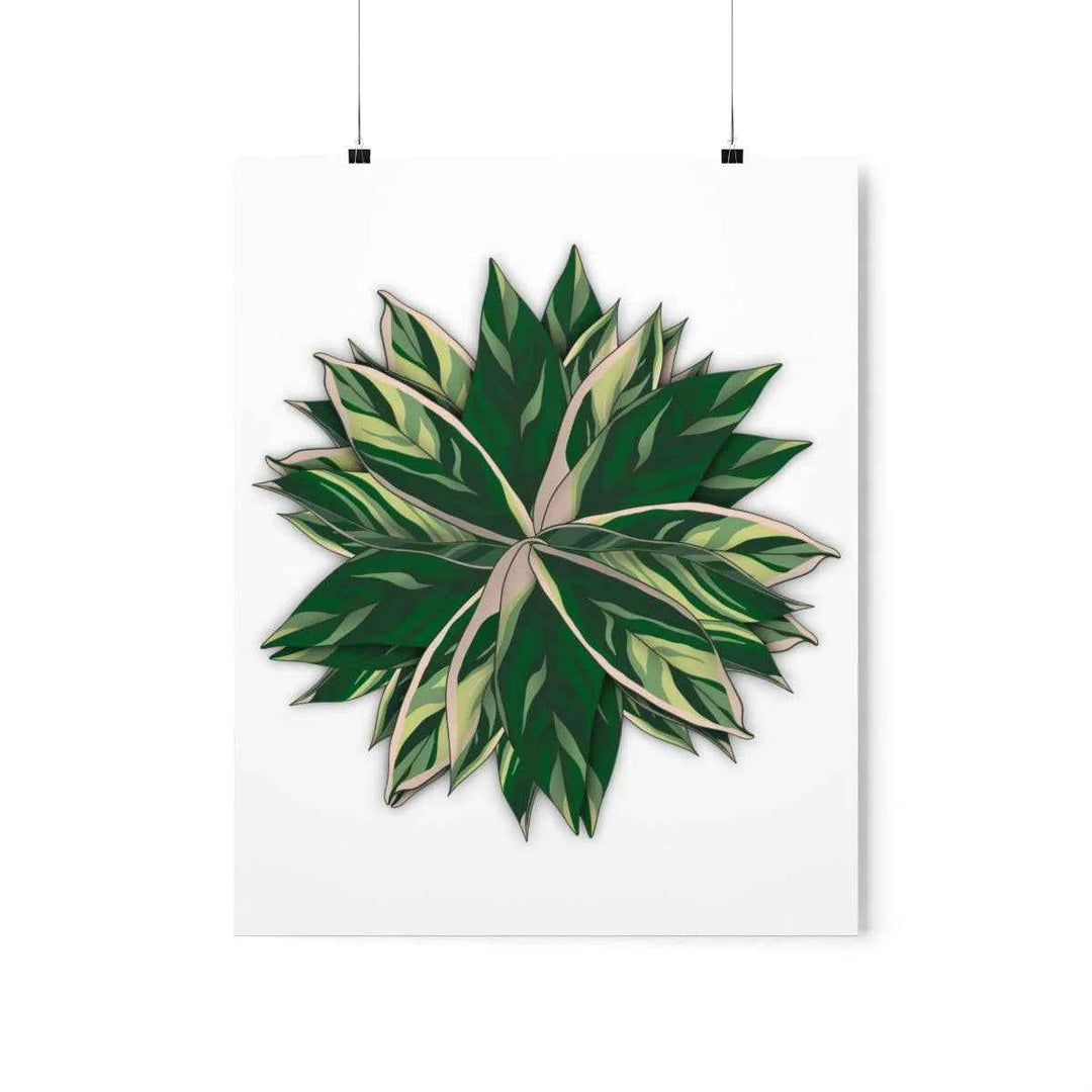 Stromanthe Triostar Print – Tropical Wall Art | Botanical Poster on Museum Grade Paper Unframed