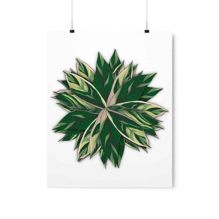 Stromanthe Triostar Print – Tropical Wall Art | Botanical Poster on Museum Grade Paper Unframed