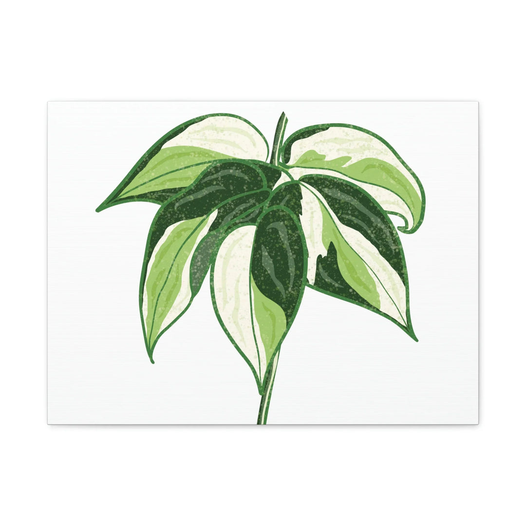 Philodendron Canvas Print - Cream Splash Variegated Plant Art on Matte Cotton Canvas