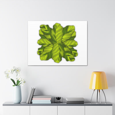 Calathea Yellow Fusion Canvas