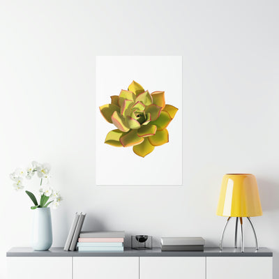 Noble Aeonium Succulent Print