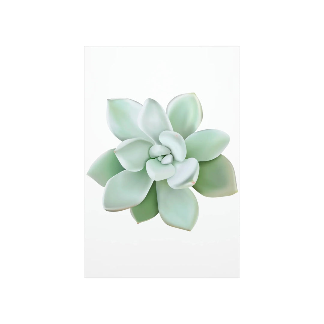 Succulent Wall Art - Pachyveria Haagei Botanical Poster on Museum Grade Paper