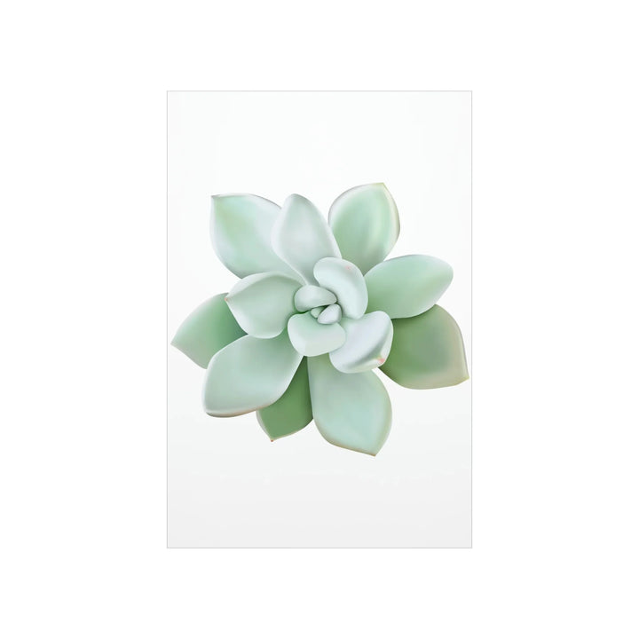 Succulent Wall Art - Pachyveria Haagei Botanical Poster on Museum Grade Paper