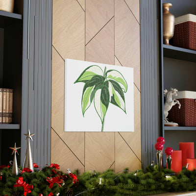 Philodendron 'Cream Splash' Canvas