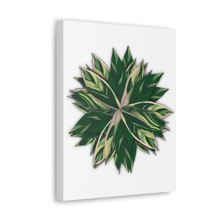 Stromanthe Triostar Canvas - Pastel Stripe Canvas Art Print With Vivid Color Artwork - Laura Christine Photography & Design