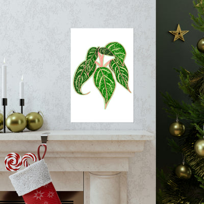 Aglaonema Sparkling Sarah Print