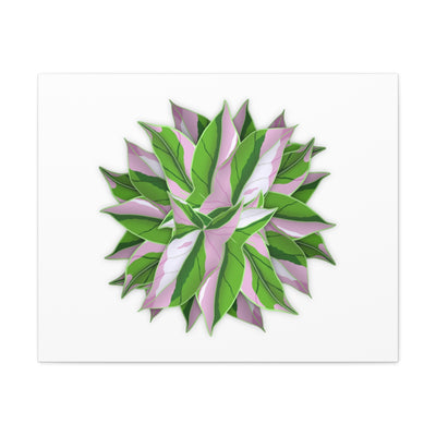 Tricolor Syngonium Canvas